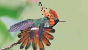 Декориран кокет, или бръмчене на елф